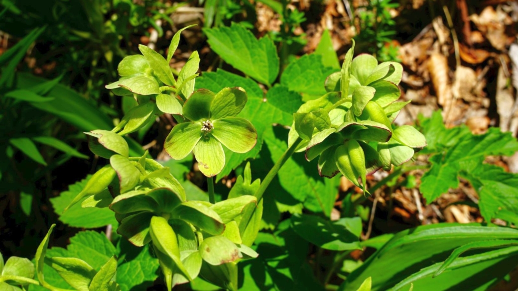 Hellébore Fétide - Helleborus Foetidus