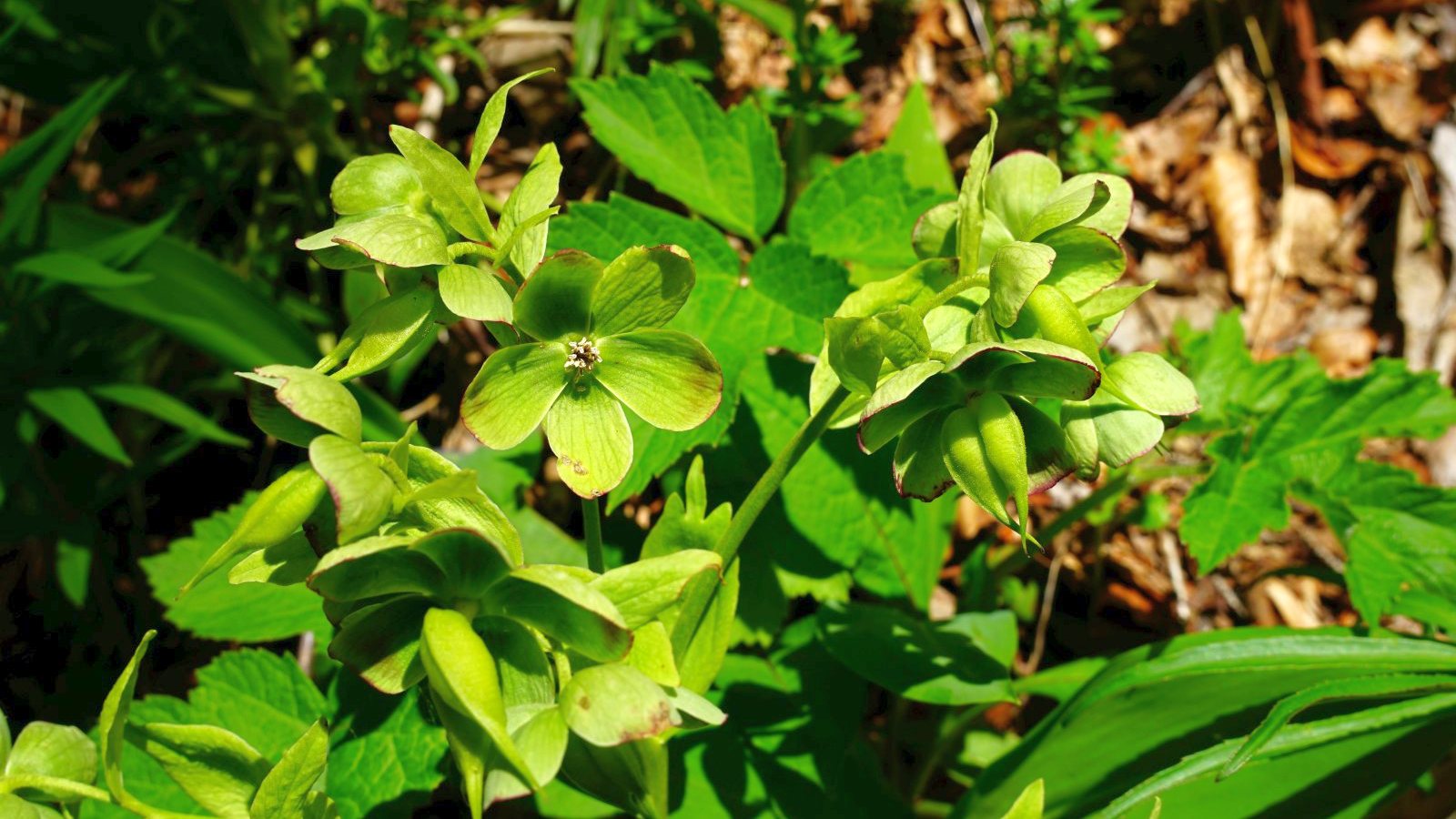 Hellébore Fétide – Helleborus Foetidus