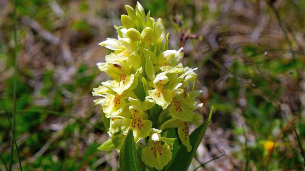 Orchis Sureau - Dactylorhiza Sambucina