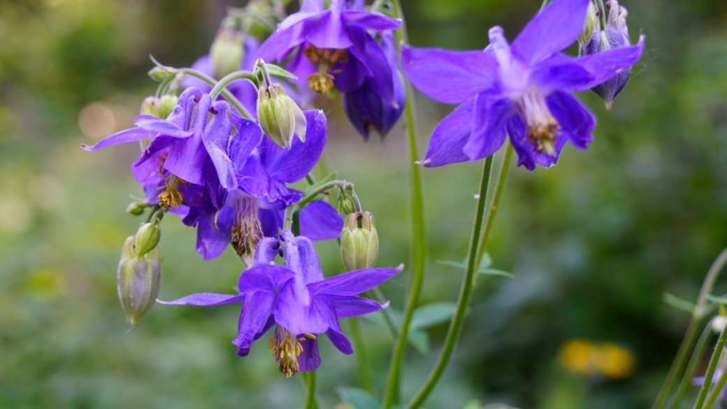 Aquilegia Vulgaris - Ancolie Commune