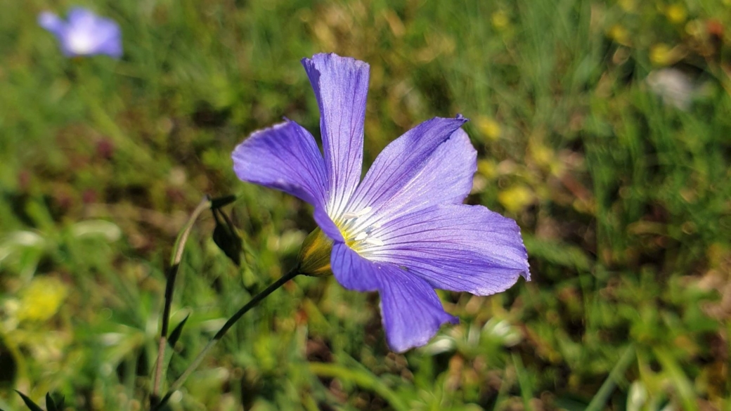 Lin d'Autriche - Linum Austriacum