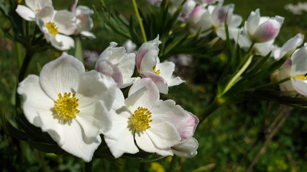 Anémone à fleurs de narcisse - Anemone Narcissiflora