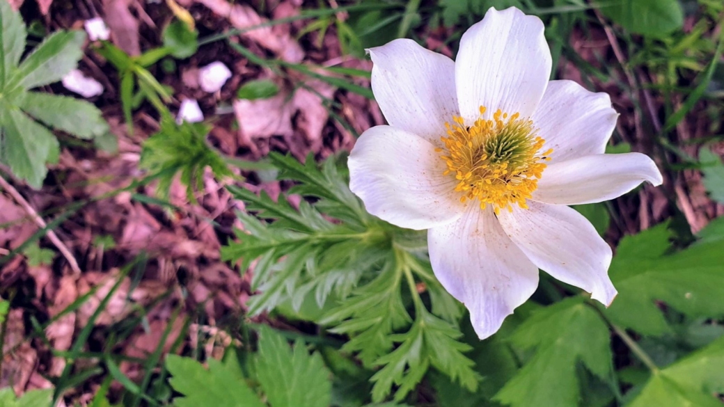 Anémone des Bois - Anemone Nemorosa