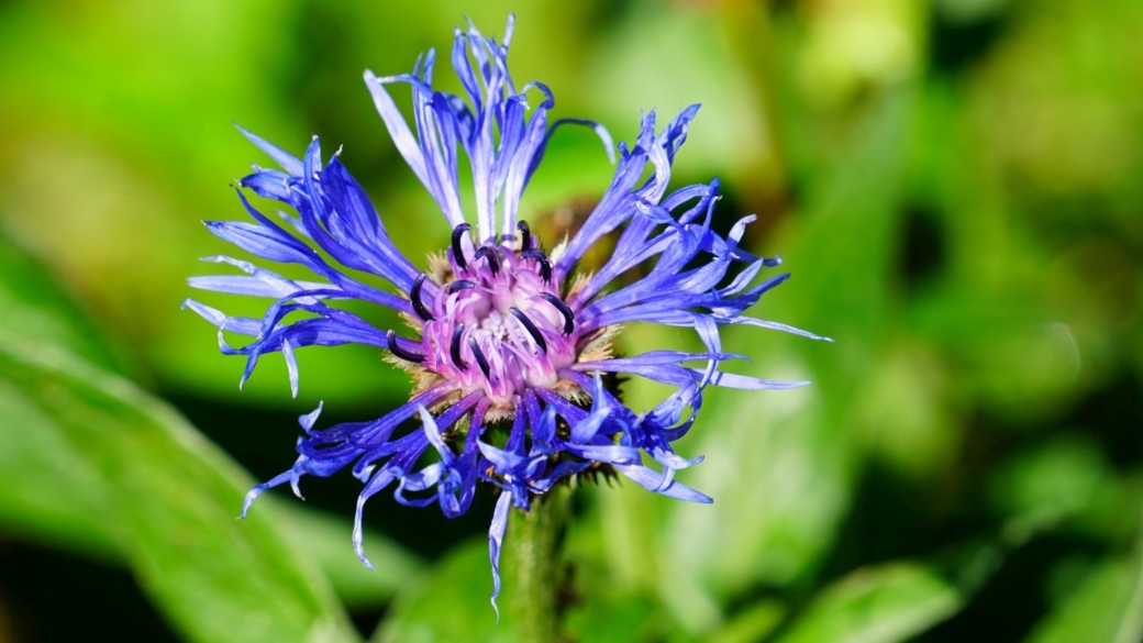 Centaurée des Montagnes - Centaurea Montana