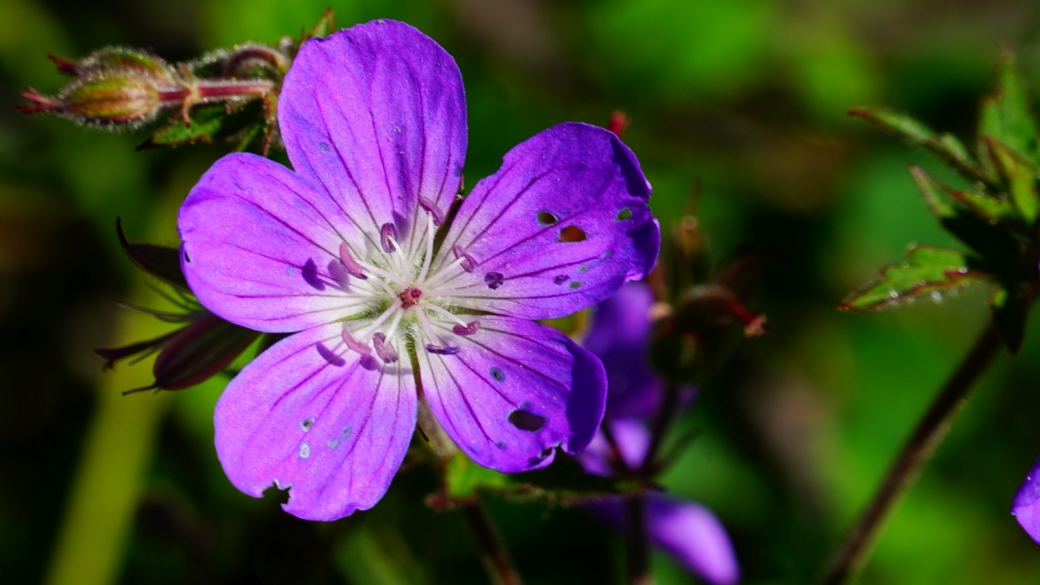 Géranium des Bois - Geranium Sylvaticum