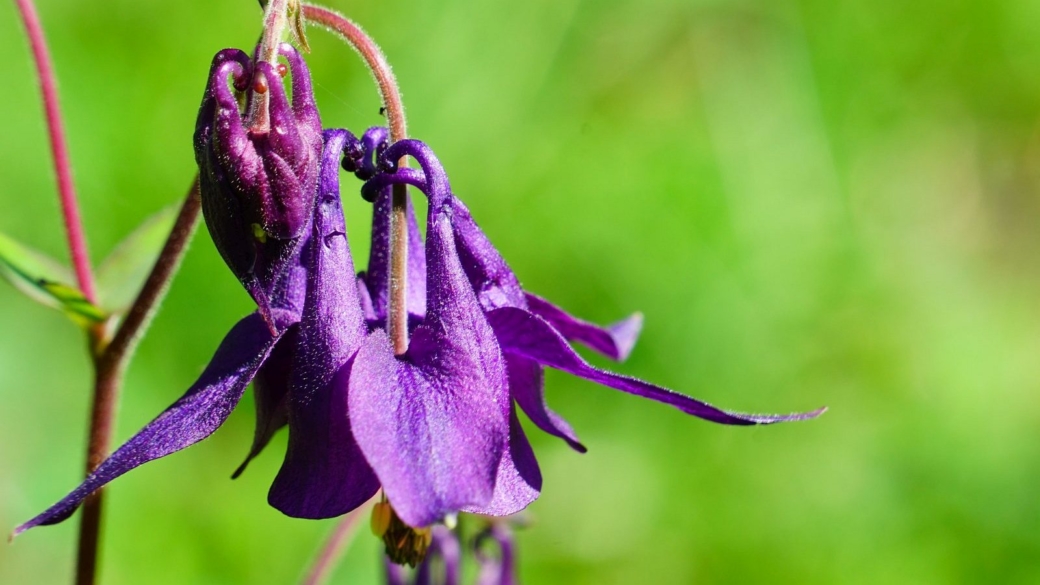 Aquilegia Vulgaris - Ancolie Commune