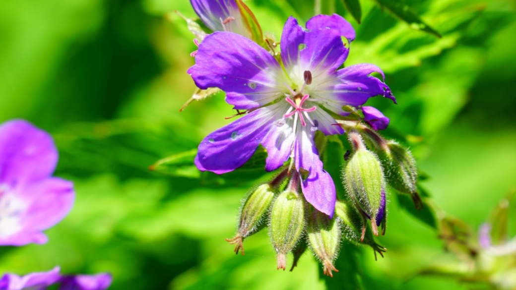 Géranium des Bois - Geranium Sylvaticum