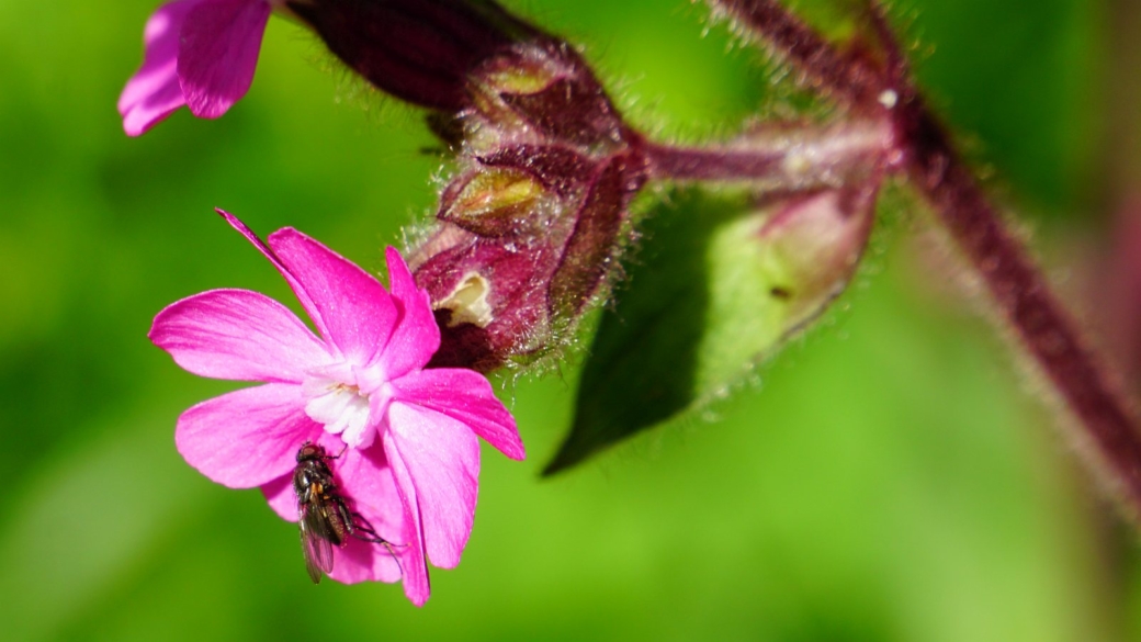 Compagnon Rouge - Silene Dioica