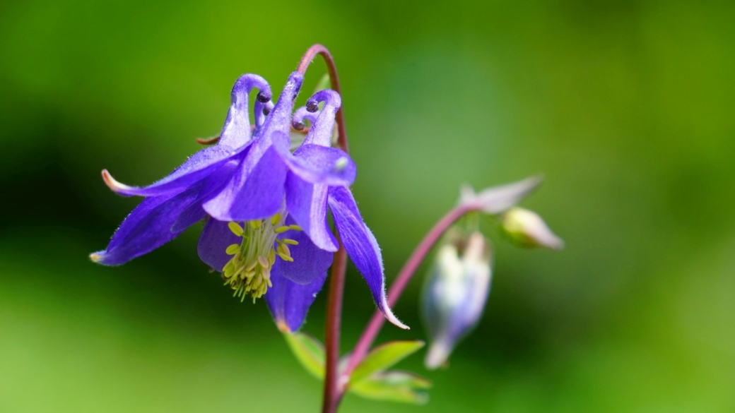 Aquilegia Vulgaris - Ancolie Commune