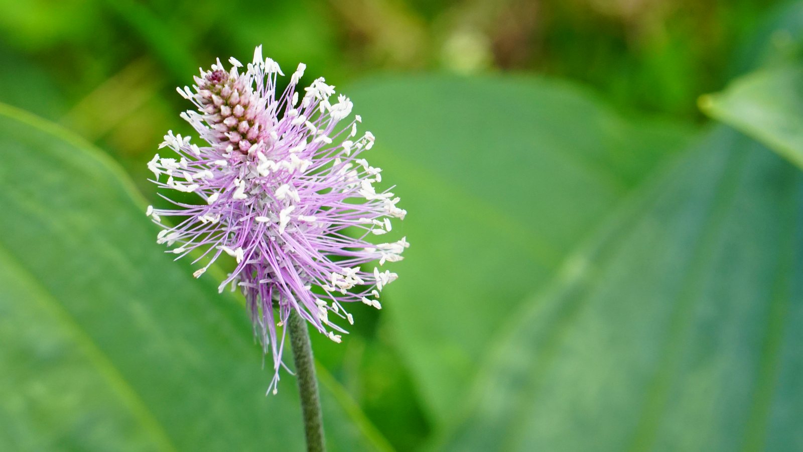 Grand Plantain – Plantago Major