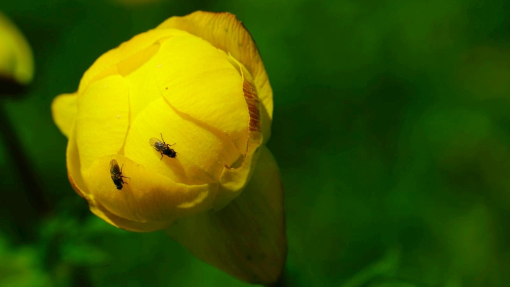 Trolle d'Europe - Trollius Europaeus