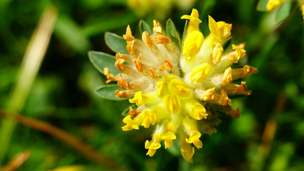 Anthyllide Vulnéraire - Anthyllis Vulneraria