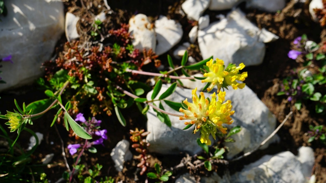 Anthyllide Vulnéraire - Anthyllis Vulneraria