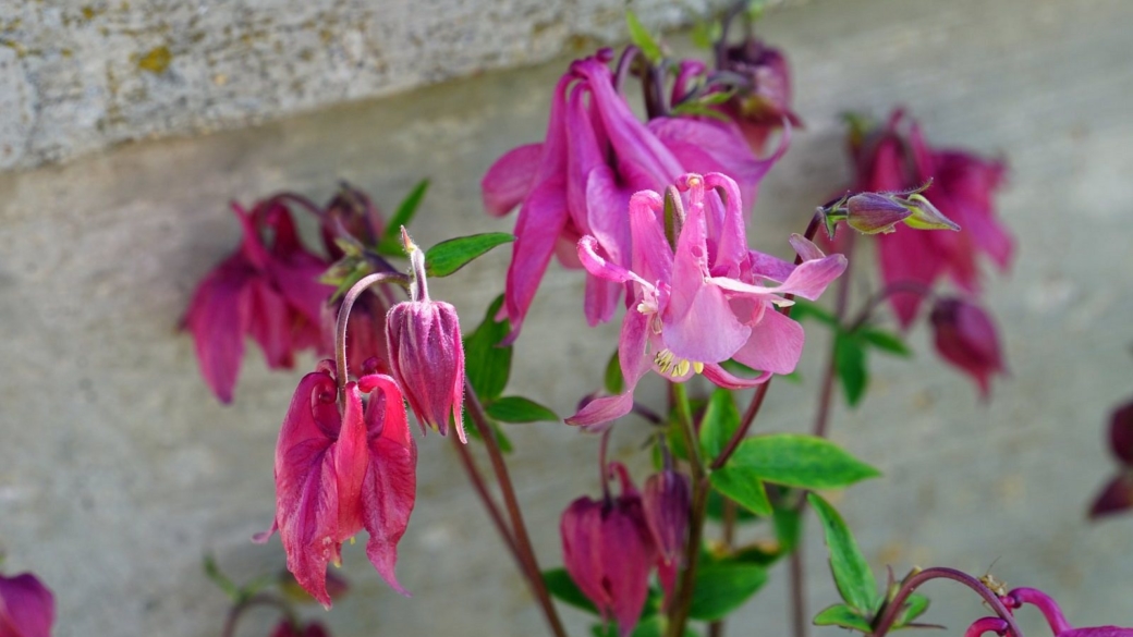 Aquilegia Vulgaris - Ancolie Commune