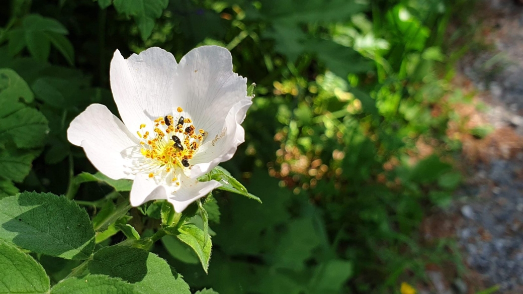 Fleur de Framboisier - Rubus Idaeus