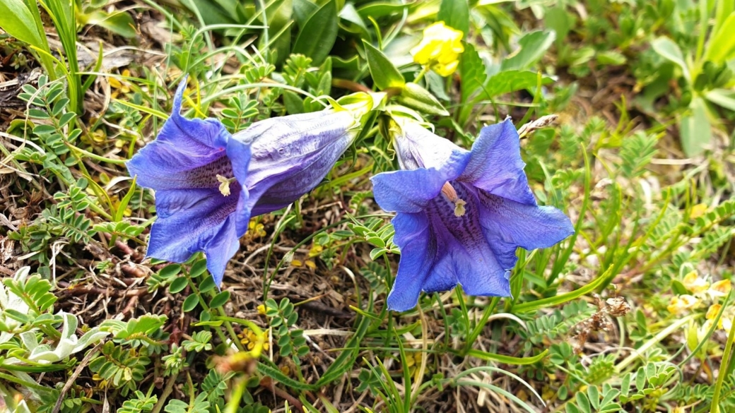 Gentiane Acaule - Gentiana Acaulis