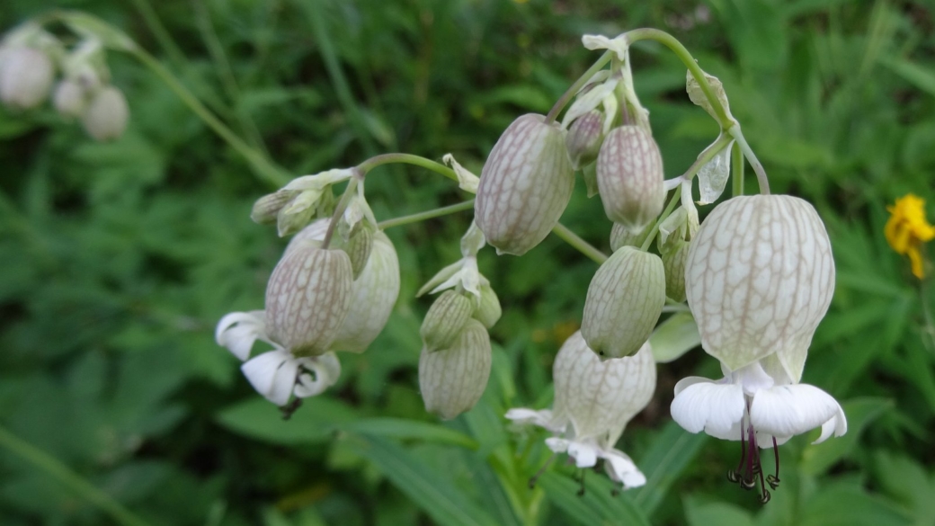 Silène enflé - Silene Vulgaris