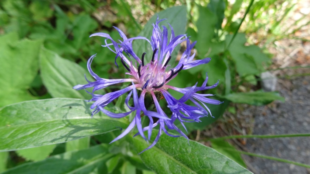 Centaurée des Montagnes - Centaurea Montana