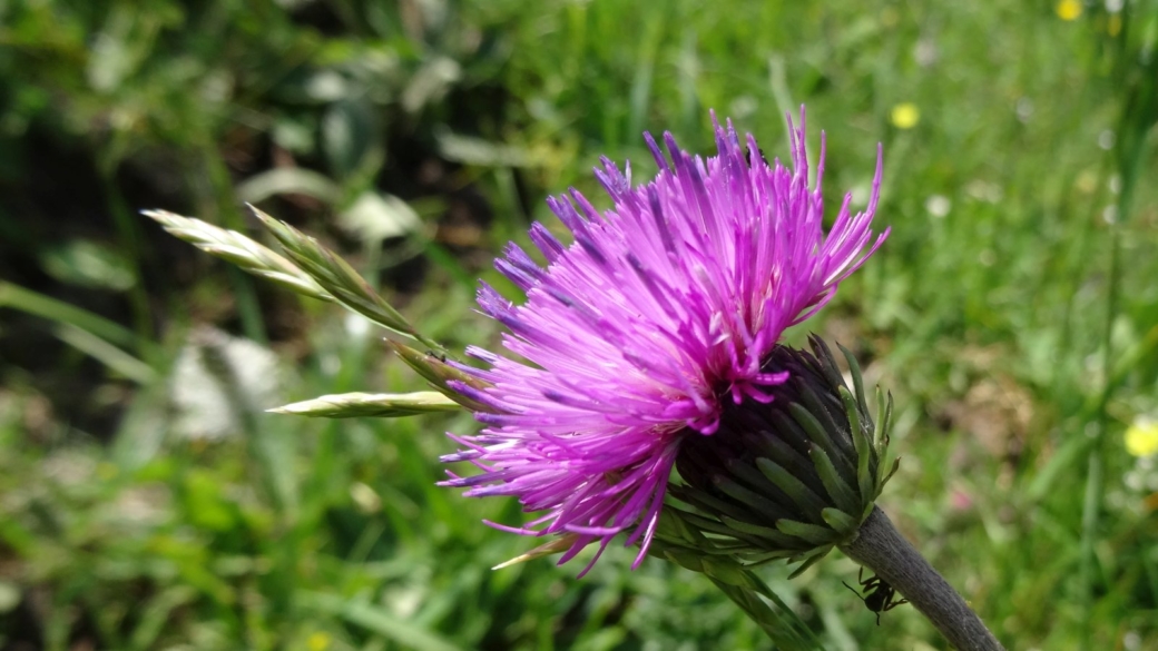 Cirse des Champs - Cirsium Arvense