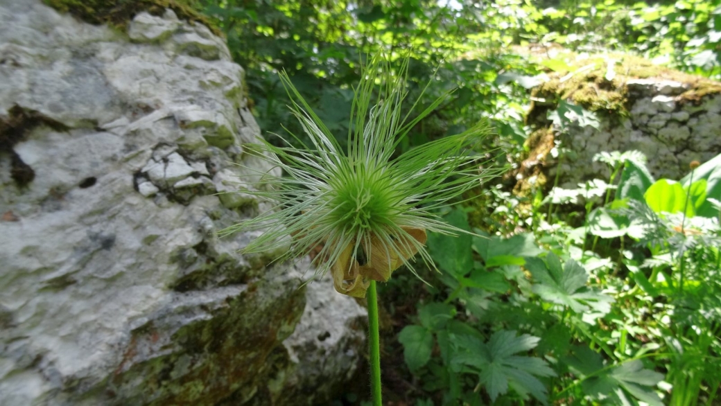 Anémone des Bois - Anemone Nemorosa