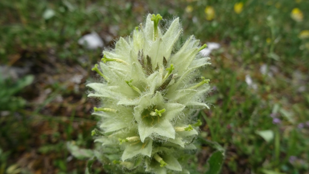 Campanule en Thyrse - Campanula Thyrsoides