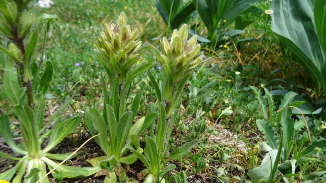 Campanule en Thyrse - Campanula Thyrsoides