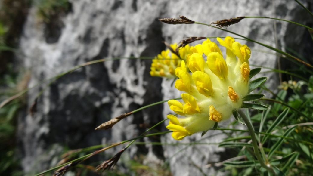 Anthyllide Vulnéraire - Anthyllis Vulneraria