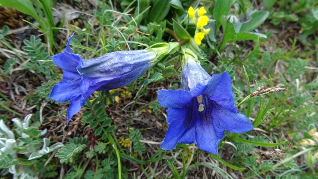 Gentiane Acaule - Gentiana Acaulis