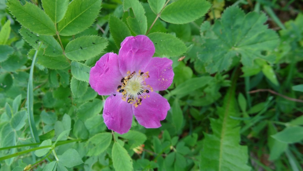 Eglantier - Rosa Canina