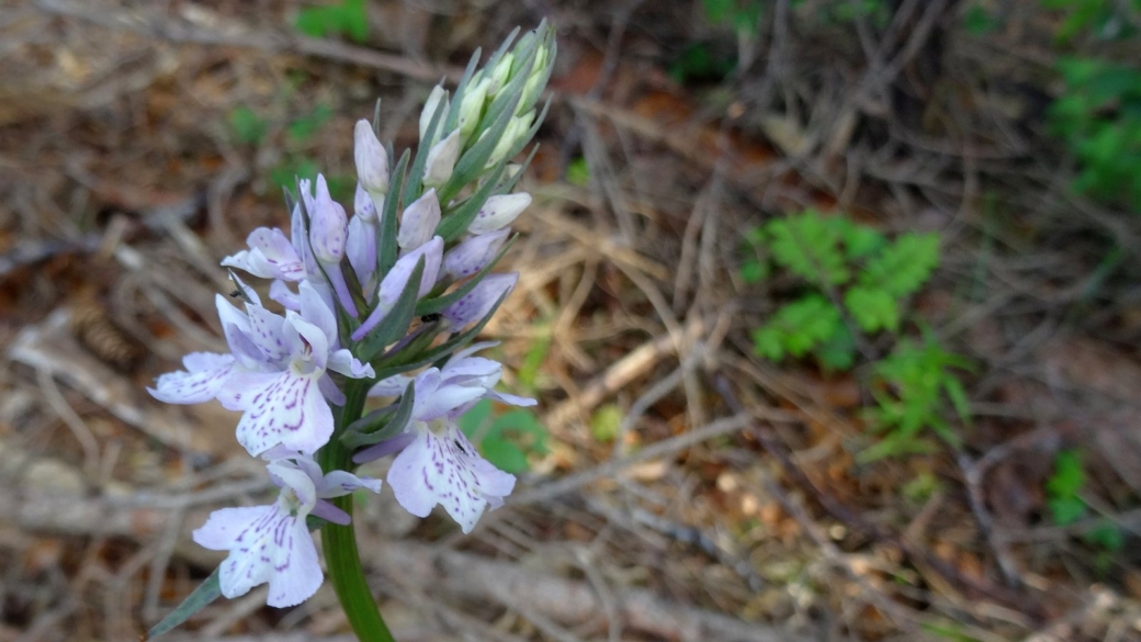 Dactylorhize de Fuchs - Dactylorhiza Fuchsii