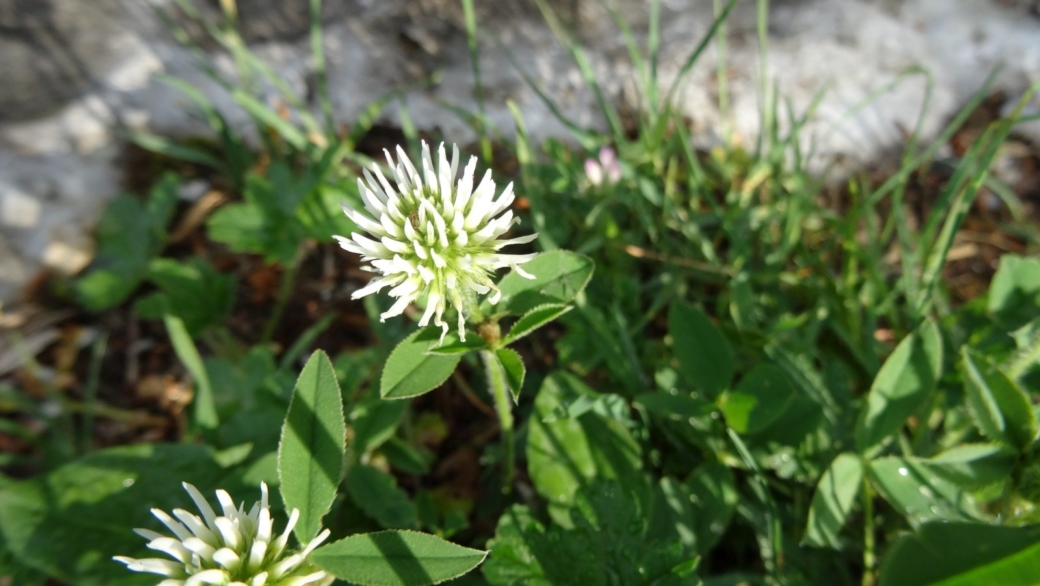 Trèfle jaunâtre - Trifolium Ochroleucon