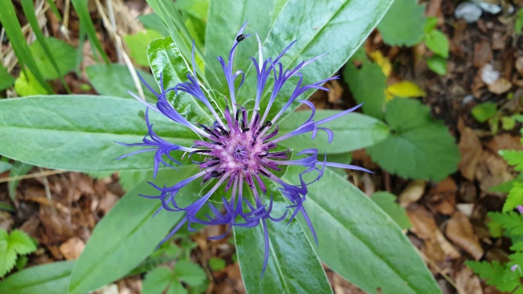 Centaurée des Montagnes - Centaurea Montana