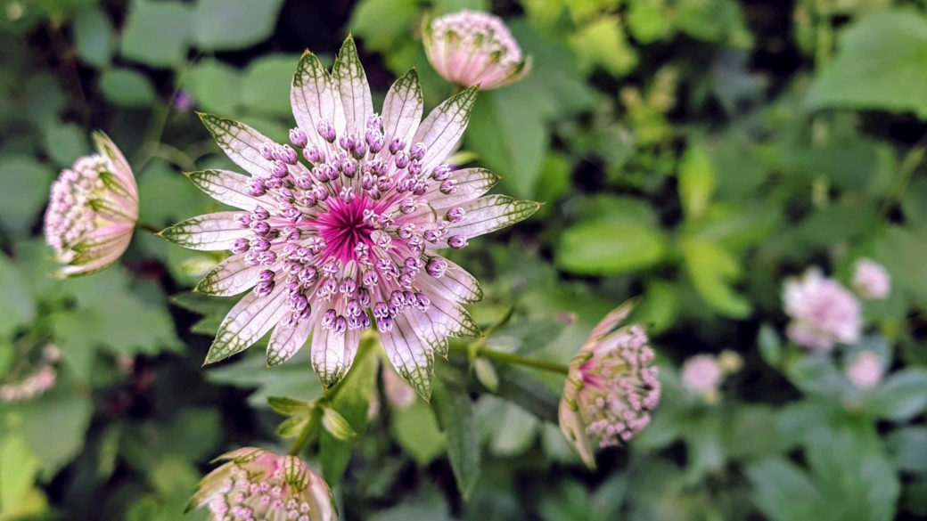 Grande Astrance - Astrantia Major