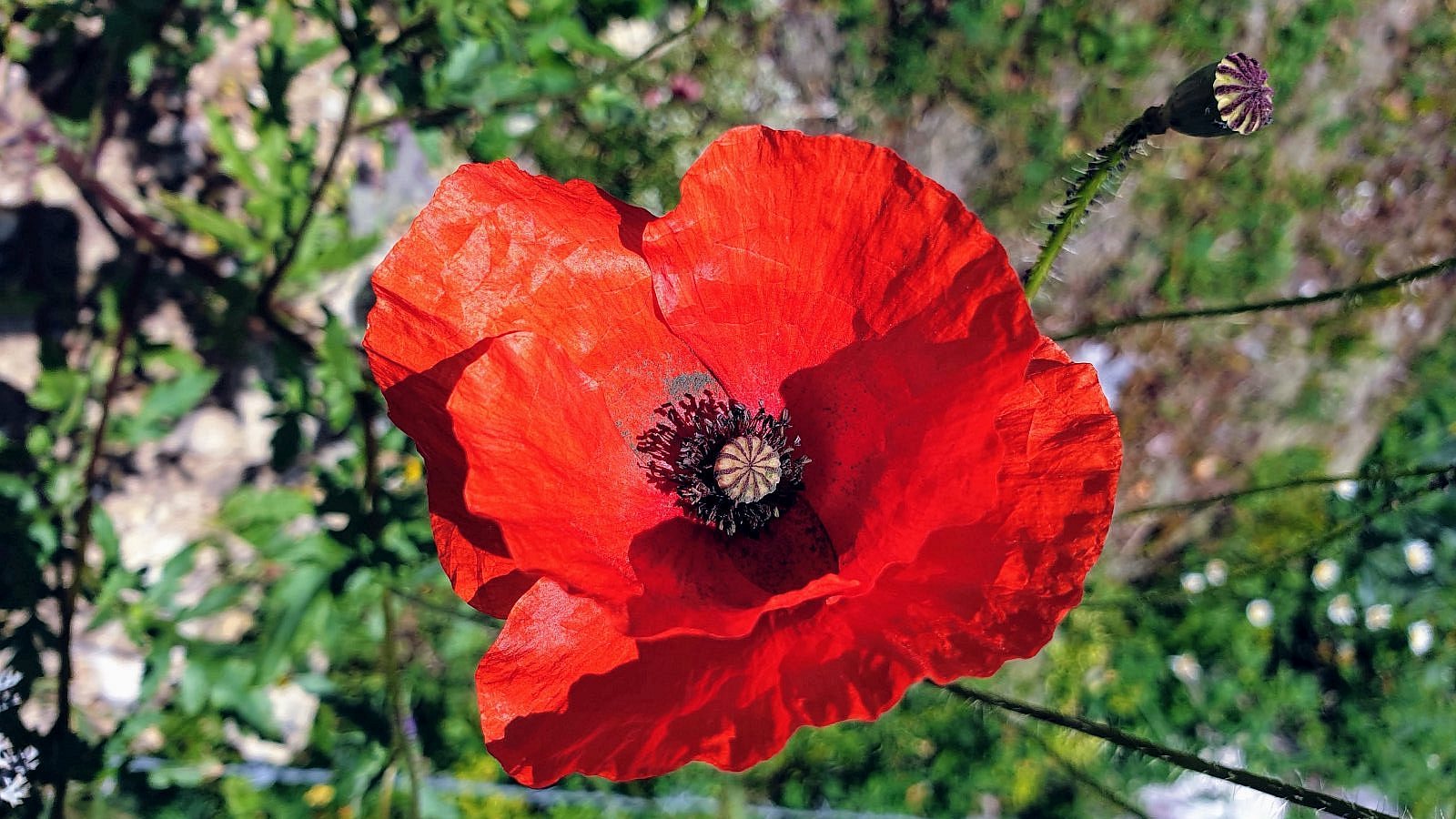 Coquelicot – Papaver Rhoeas