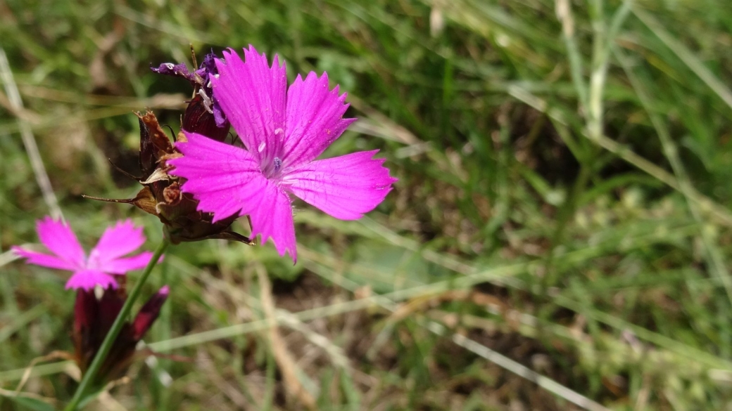 Oeillet des Chartreux - Dianthus Carthusianorum