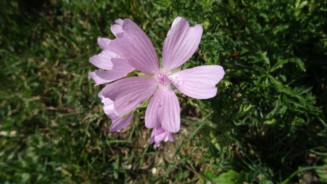 Mauve Musquée - Malva Moschata