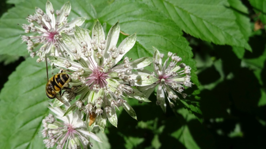 Grande Astrance - Astrantia Major