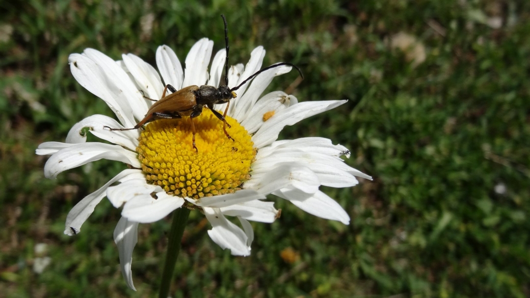 Marguerite Commune - Leucanthemum Vulgare