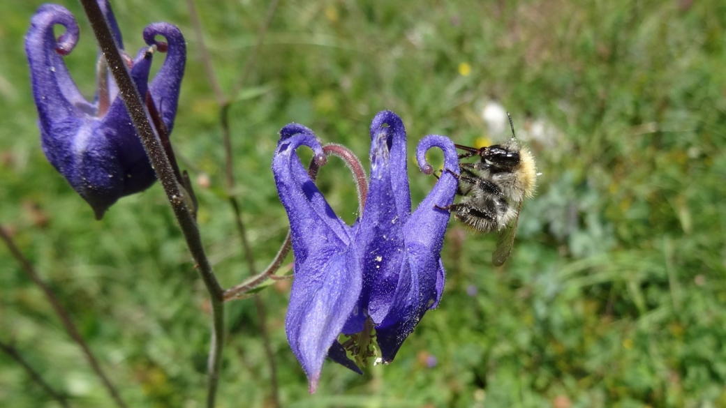 Aquilegia Vulgaris - Ancolie Commune