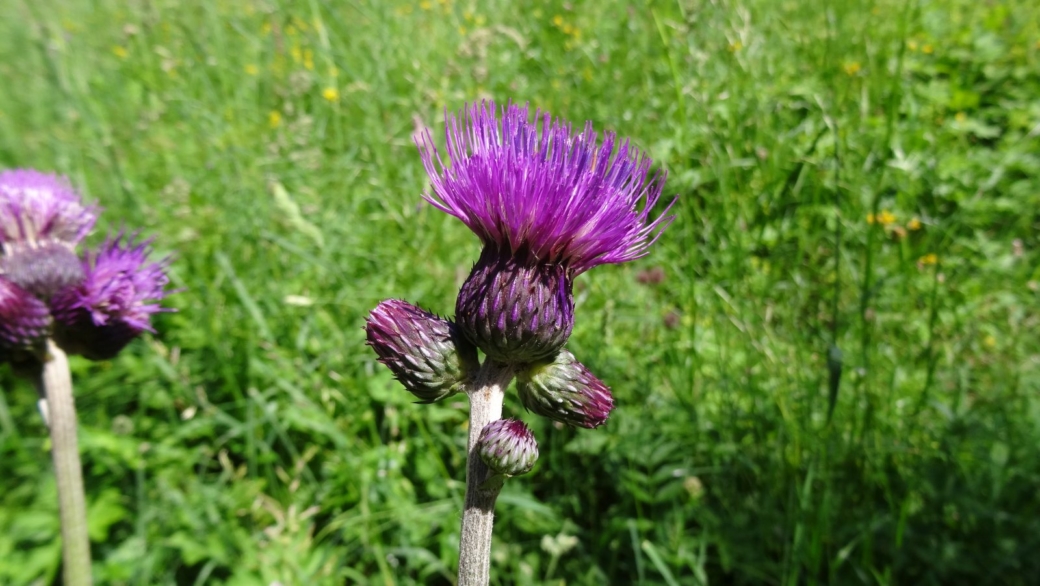 Cirse Découpé - Cirsium Dissectum