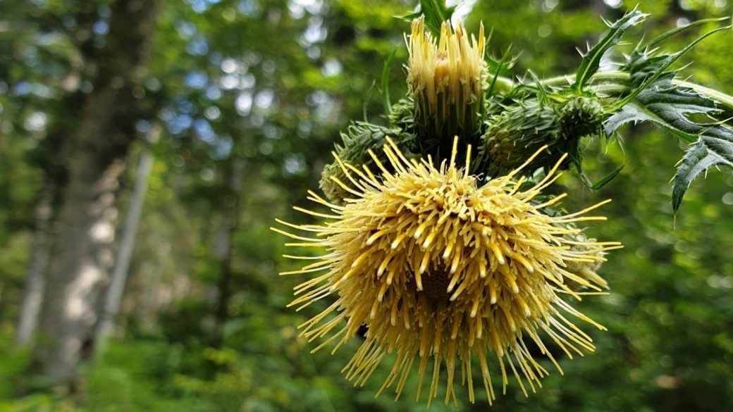 Cirse Glutineux- Cirsium Erisithales