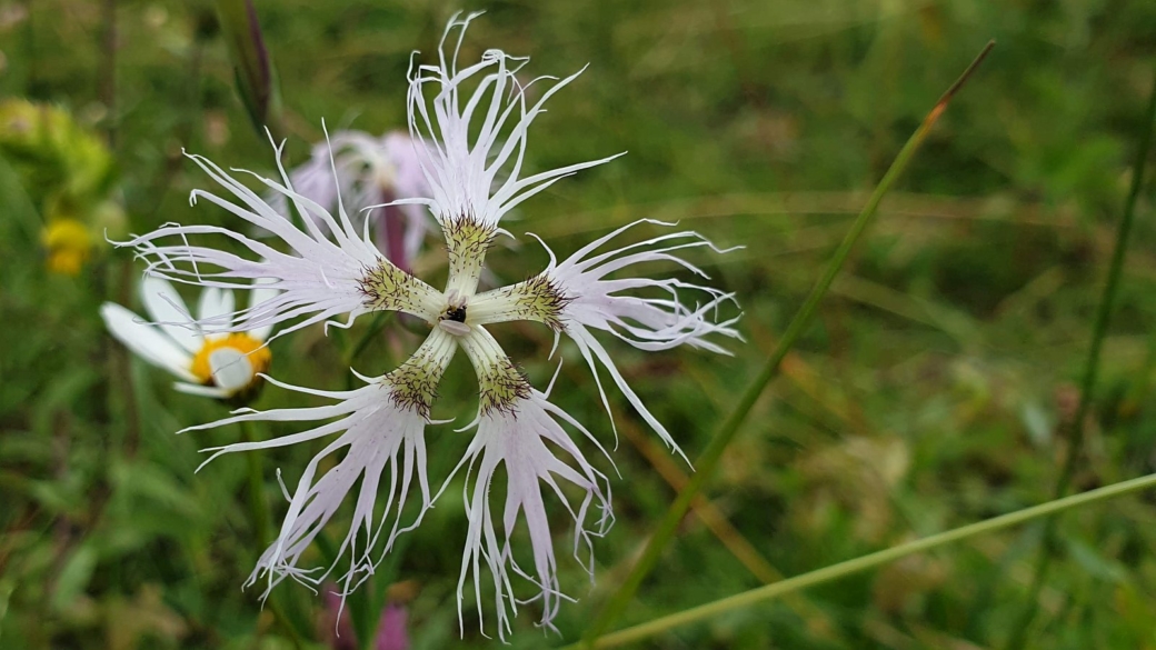 Oeillet Superbe - Dianthus Superbus