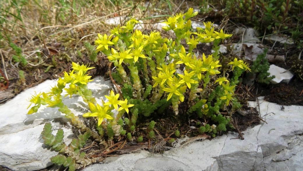 Orpin à 6 angles - Sedum Sexangulare