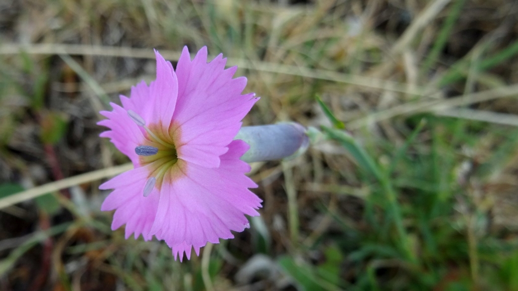 Oeillet des Bois - Dianthus Saxicola 