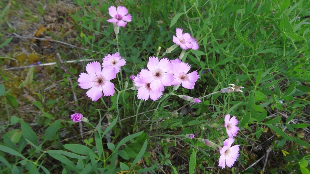 Oeillet des Bois - Dianthus Saxicola 