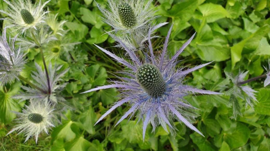 Panicaut des Alpes - Eryngium Alpinum