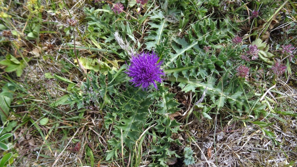 Cirse Acaule - Cirsium Acaule