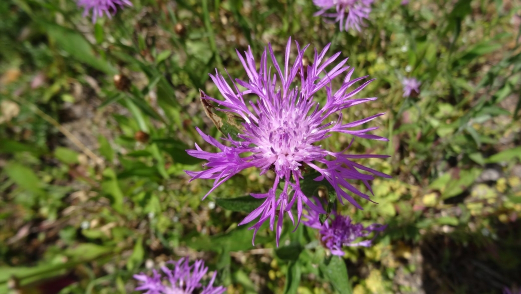 Centaurée Jacée - Centaurea Jacea