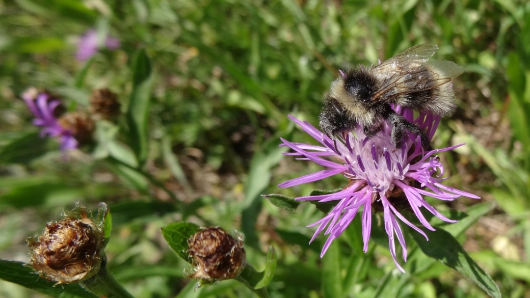 Centaurée Jacée - Centaurea Jacea