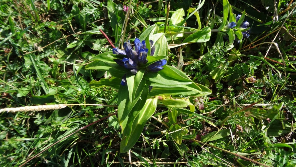 Gentiane Croisette - Gentiana Cruciata